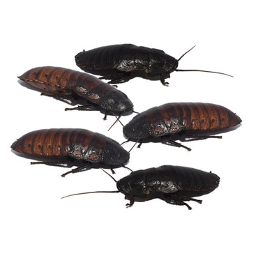 Madagascan Hissing Cockroach Group5
